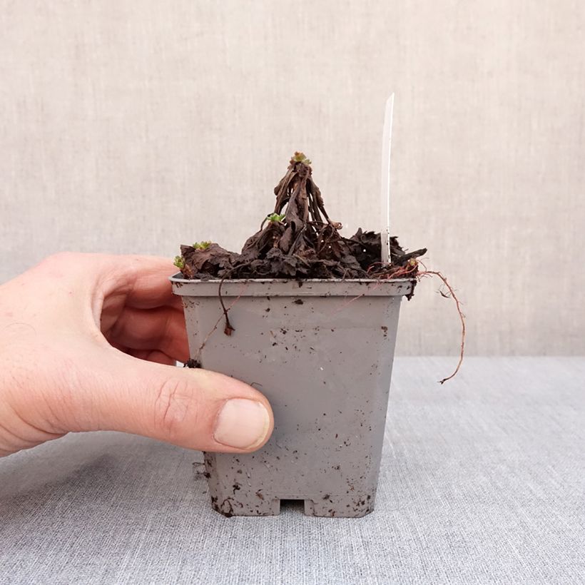 Exemplar von Chrysanthemum arcticum Roseum, Marguerite Godet de 8/9 cm wie im Winter geliefert