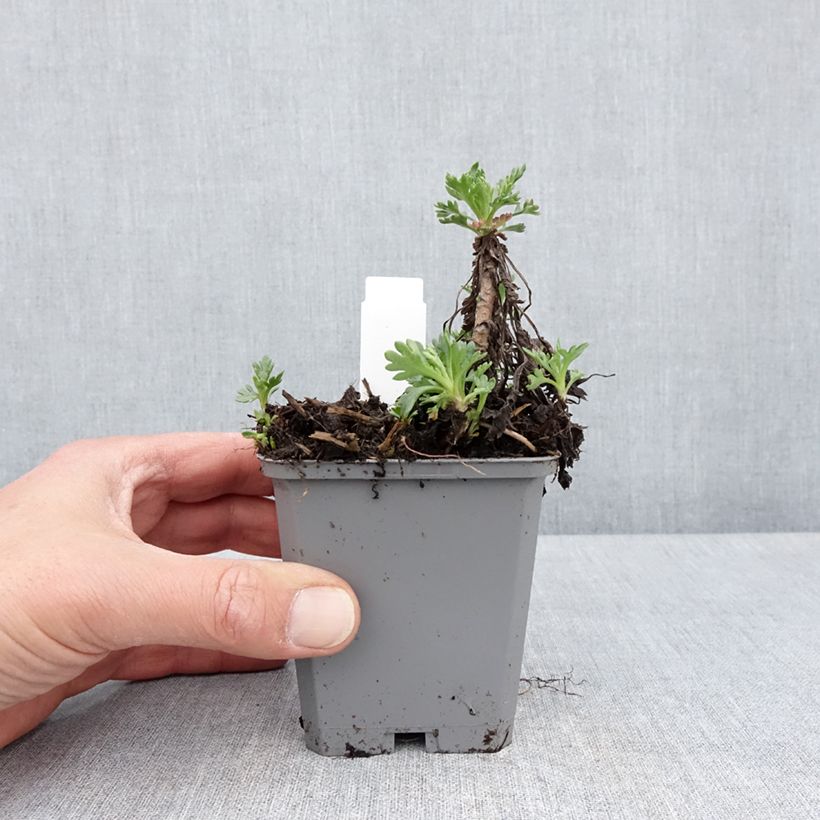 Exemplar von Chrysanthemum arcticum Roseum - Polar-Margerite Kleine Töpfe von 8/9 cm wie im Frühjahr geliefert