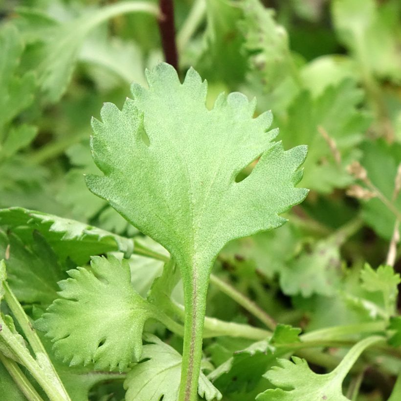 Chrysanthemum arcticum Roseum - Polar-Margerite (Laub)