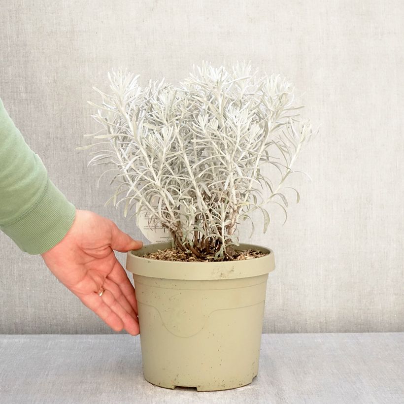 Example of Chrysocephalum apiculatum Korma Topf mit 3L/4L as you get in hiver