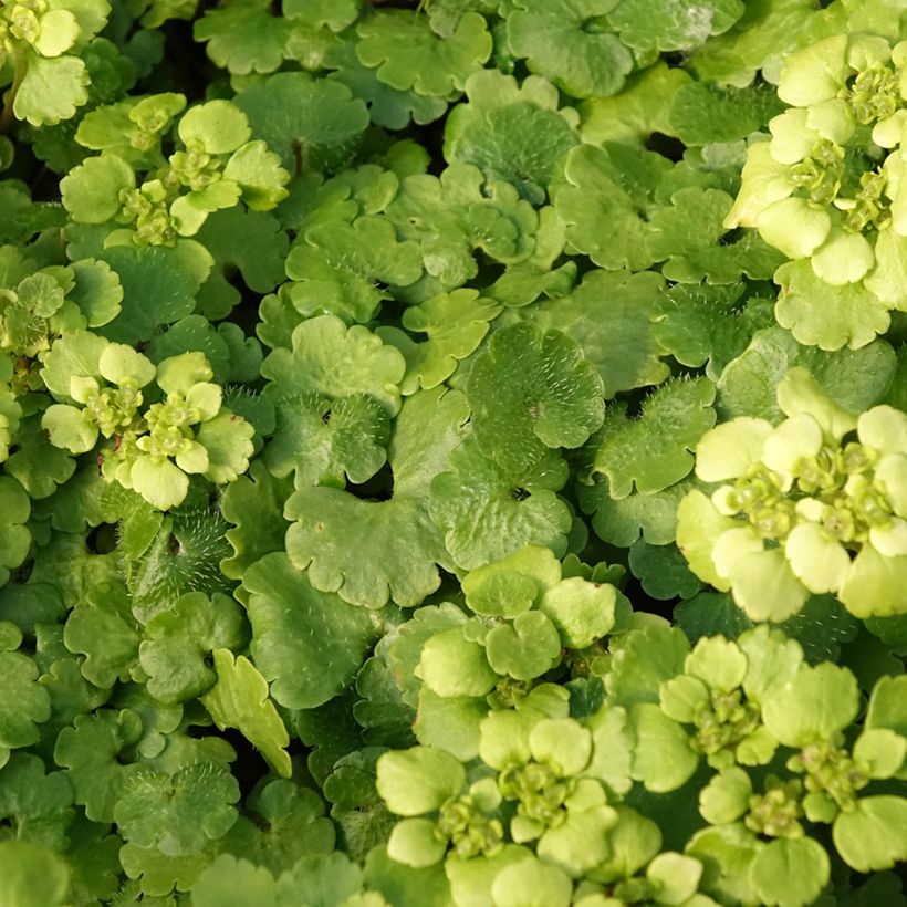 Chrysosplenium alternifolium - Wechselblättriges Milzkraut (Laub)
