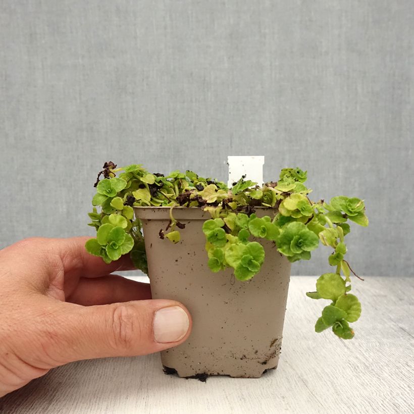 Exemplar von Chrysosplenium oppositifolium - Gegenblättriges Milzkraut Kleine Töpfe von 8/9 cm wie im Sommer geliefert