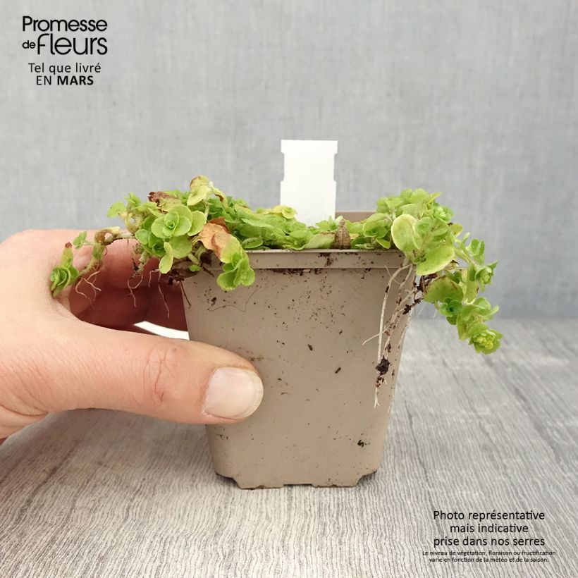 Example of Chrysosplenium oppositifolium - Gegenblättriges Milzkraut Kleine Töpfe von 8/9 cm as you get in printemps