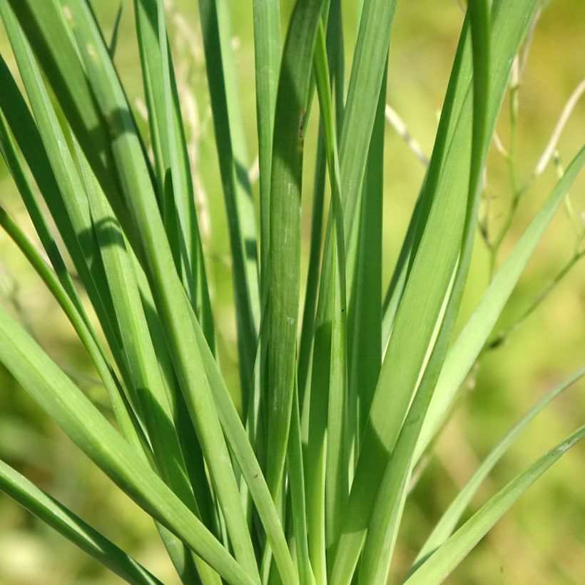 Schnittknoblauch Pflanzen (Foliage)