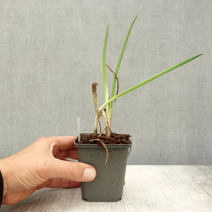 Exemplar von Winter-Zwiebel Bio Kleine Töpfe von 7/8 cm wie im Herbst geliefert