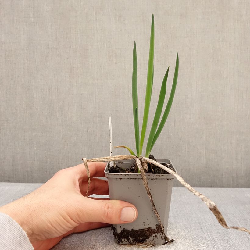 Example of Winter-Zwiebel - Allium fistulosum Kleine Töpfe von 8/9 cm Kaliber/Größe I as you get in hiver