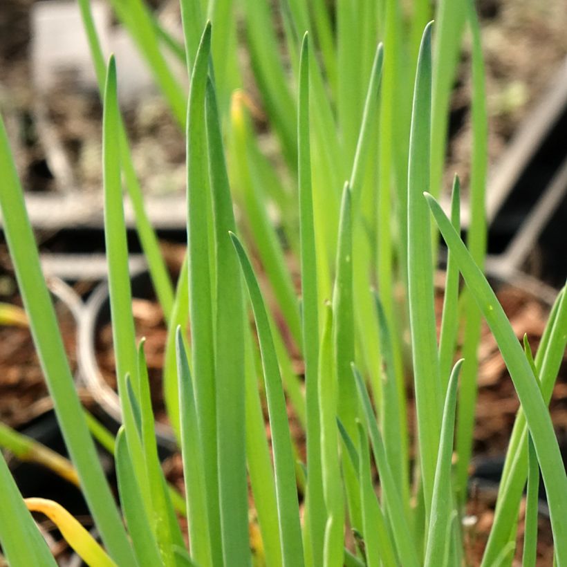 Winter-Zwiebel - Allium fistulosum (Foliage)