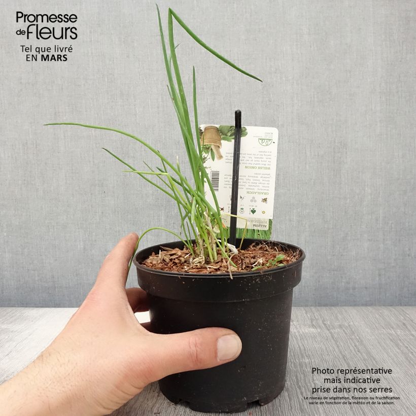 Example of Winter-Zwiebel - Allium fistulosum Topf mit 1,5L/2L as you get in printemps
