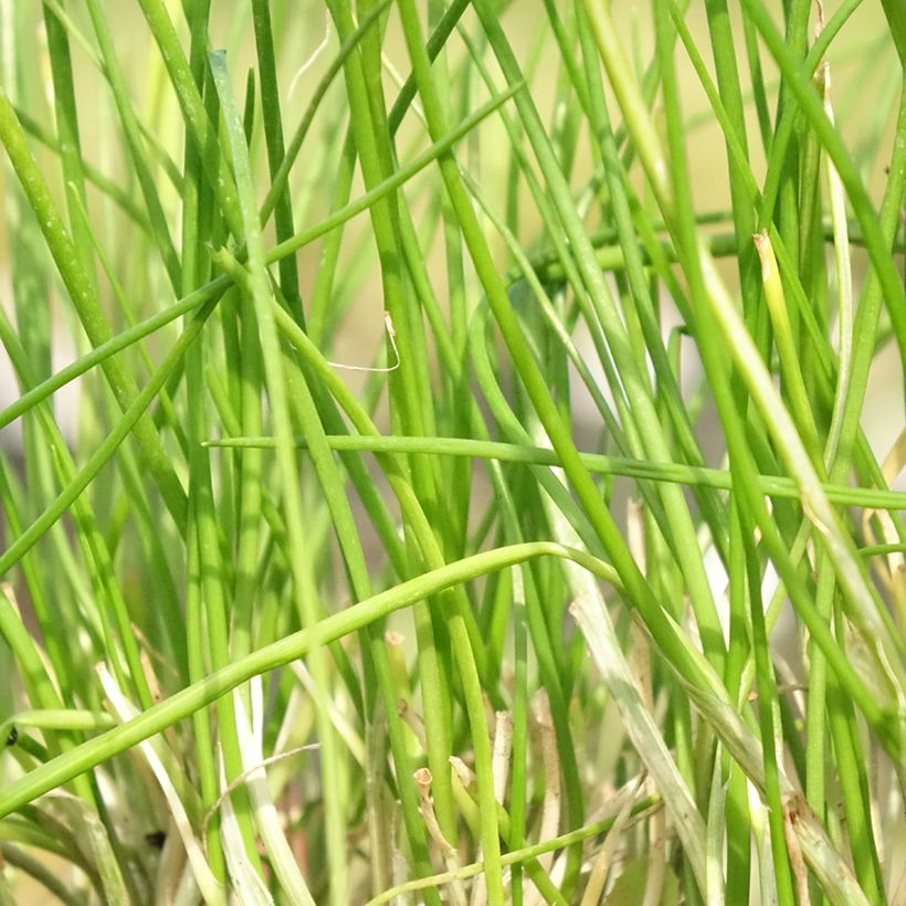 Schnittlauch Corsican White - Allium schoenoprasum (Laub)