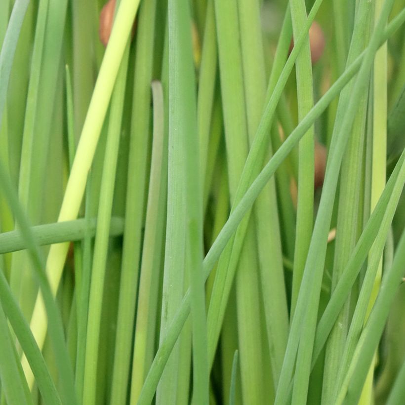 Schnittlauch Bio-Pflanzen (Laub)