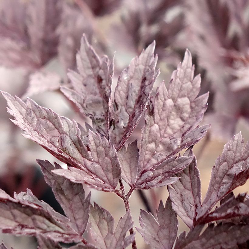 Actaea simplex Chocoholic - Oktober-Silberkerze (Laub)