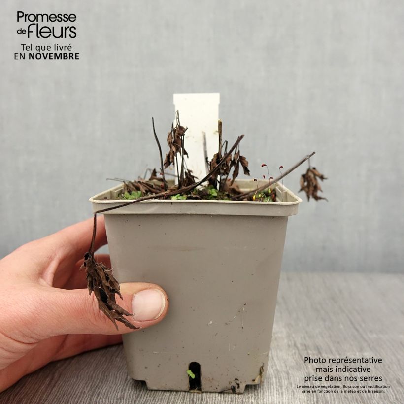Exemplar von Cierge d'argent, Cimicifuga Black Negligee Pot de 1L/1,5L wie im Herbst geliefert