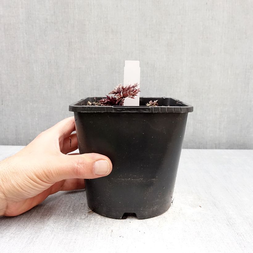 Exemplar von Actaea simplex Pink Spike - Oktober-Silberkerze Topf mit 2L/3L wie im Frühjahr geliefert