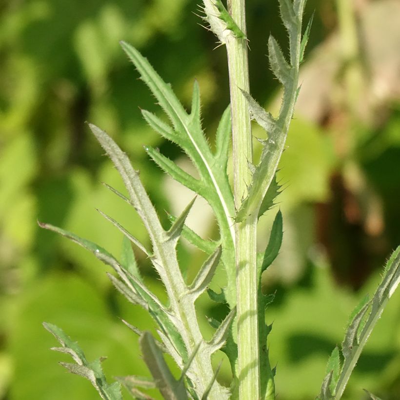 Cirsium rivulare Trevors Blue Wonder - Bach-Kratzdistel (Laub)