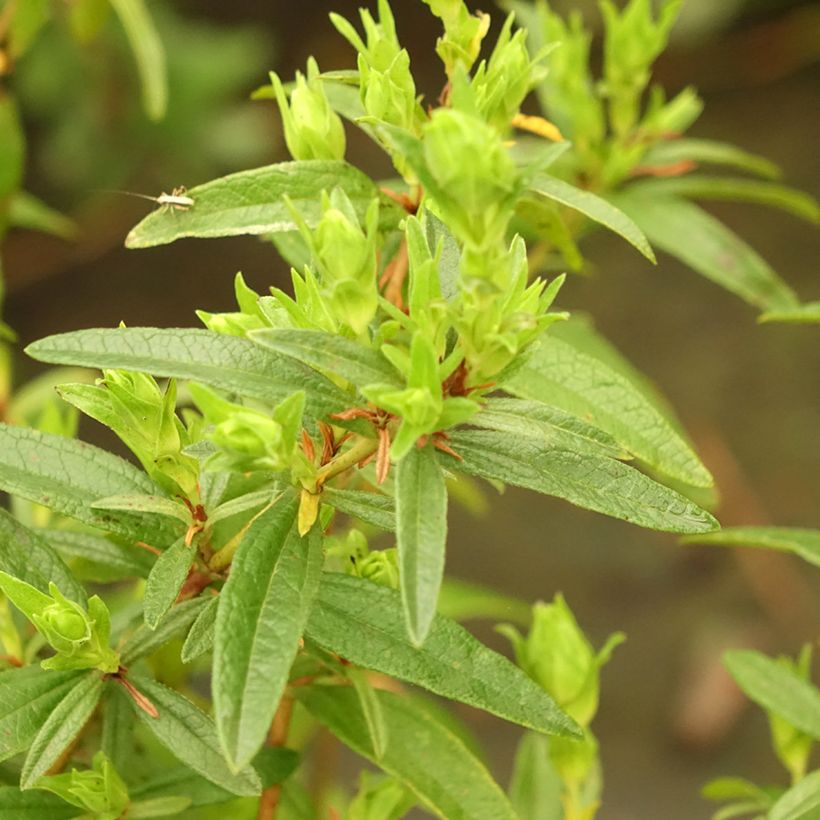 Zistrose Decumbens - Cistus lusitanicus (Foliage)