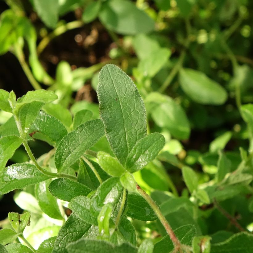 Cistus obtusifolius - Zistrose (Foliage)
