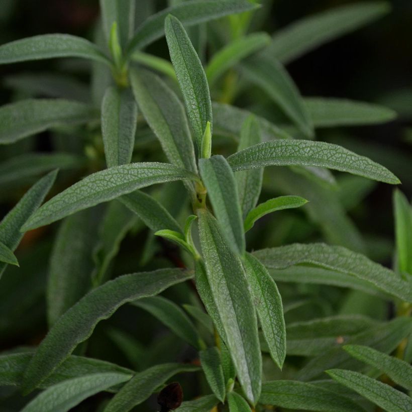 Purpur-Zistrose - Cistus purpureus (Foliage)