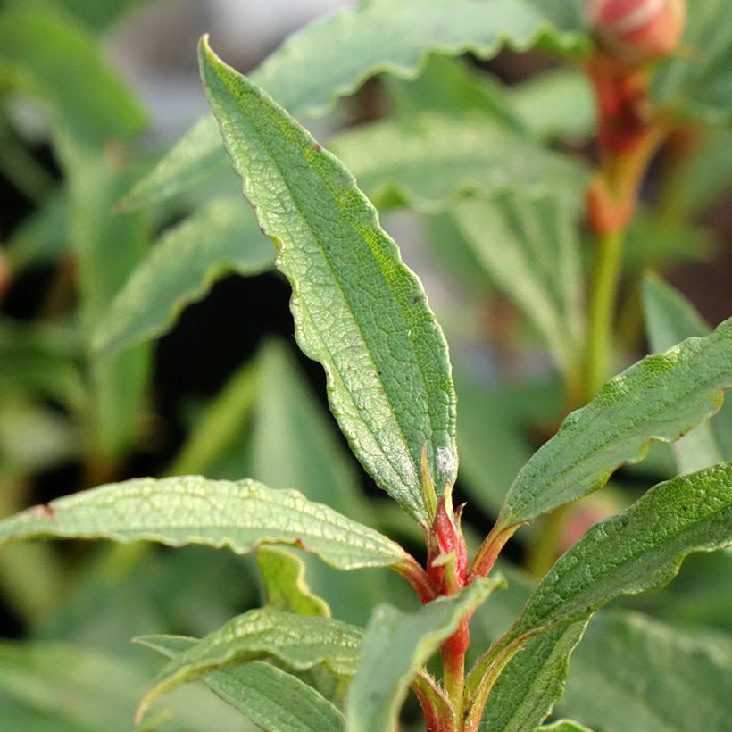 Zistrose Maculatus - Cistus aguilarii (Foliage)