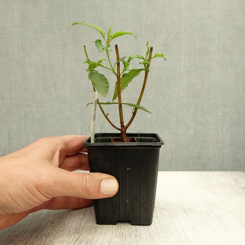 Exemplar von Cistus aguilarii Maculatus - Ciste hybride Godet de 8/9 cm wie im Herbst geliefert