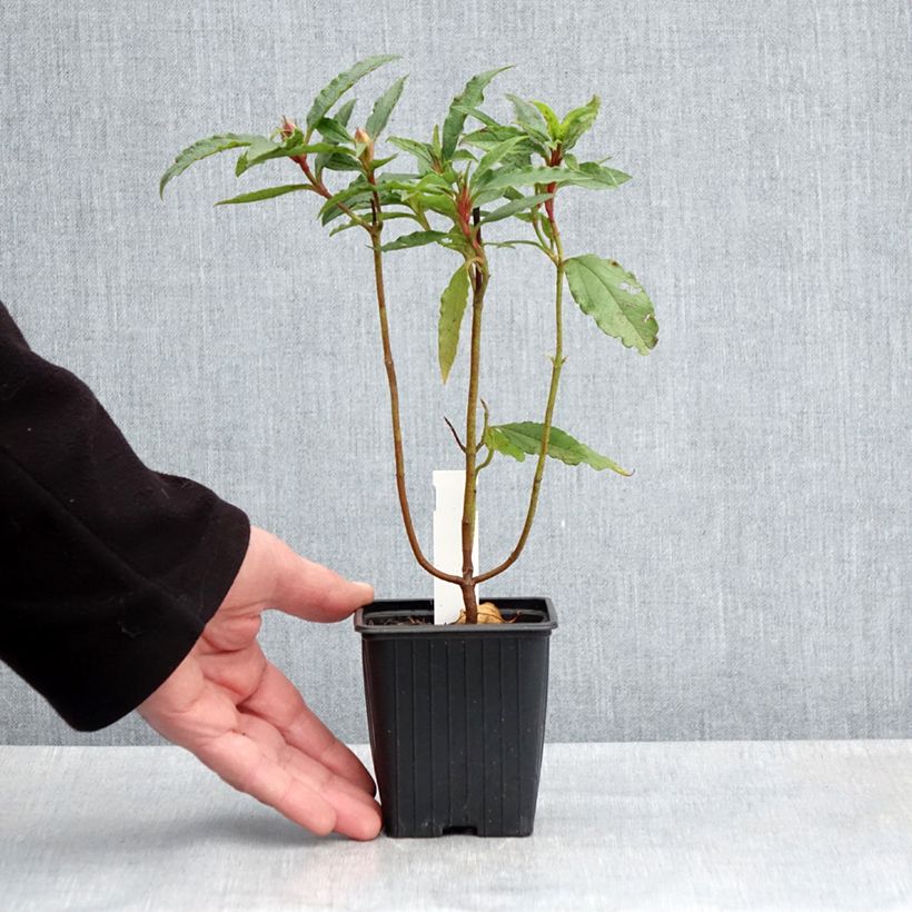 Example of Zistrose Maculatus - Cistus aguilarii Kleine Töpfe von 8/9 cm as you get in printemps