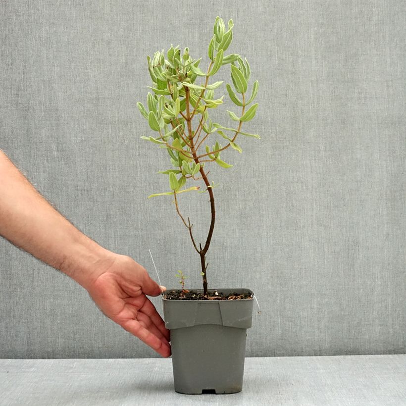 Exemplar von Weißliche Zistrose - Cistus albidus Topf mit 2L/3L wie im Sommer geliefert