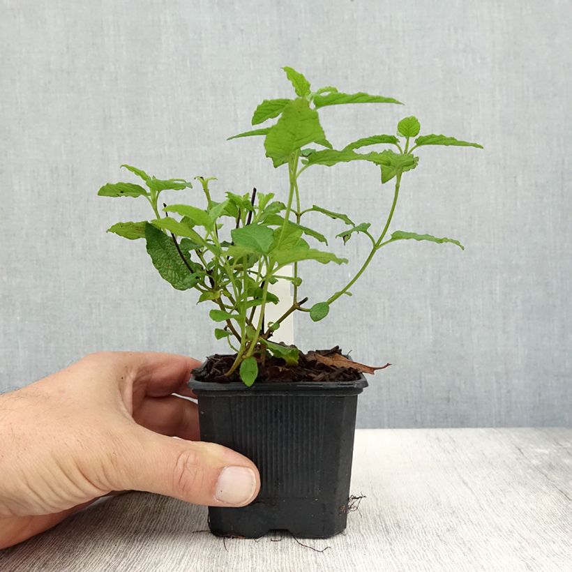 Exemplar von Cistus corbariensis - Ciste des Corbières Godet de 8/9 cm wie im Herbst geliefert