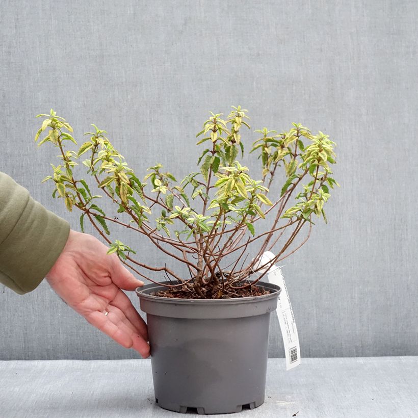 Example of Zistrose Little Miss Sunshine - Cistus corbariensis Topf mit 3L/4L as you get in hiver