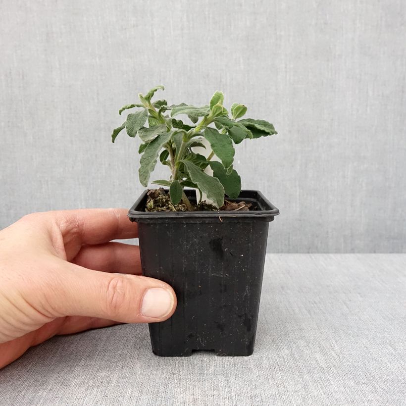 Exemplar von Cistus Grayswood Pink - Ciste hybride Godet de 8/9 cm wie im Winter geliefert