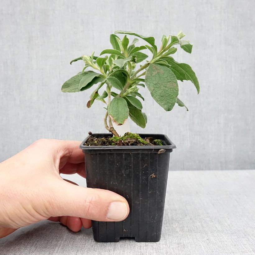 Example of Zistrose Grayswood Pink - Cistus lenis Kleine Töpfe von 8/9 cm as you get in printemps