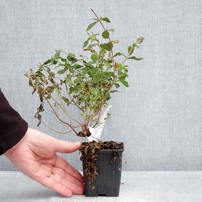 Example of Montpellier-Zistrose - Cistus monspeliensis Kleine Töpfe von 8/9 cm as you get in hiver