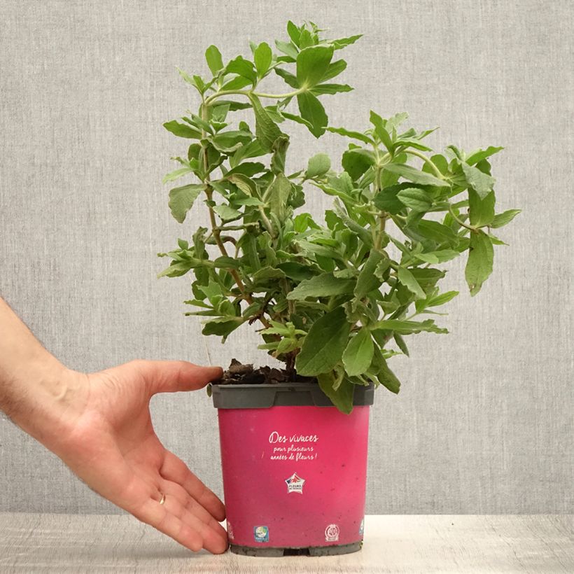 Exemplar von Zistrose - Cistus pulverulentus Topf mit 2L/3L wie im Sommer geliefert