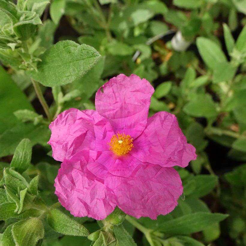 Cistus pulverulentus Sunset - Zistrose (Flowering)