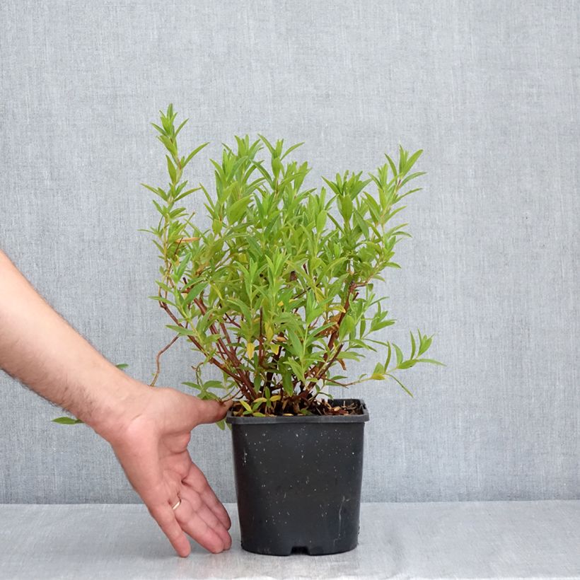 Exemplar von Zistrose Jenkyn Place - Cistus x dansereaui Topf mit 1,5L/2L wie im Sommer geliefert