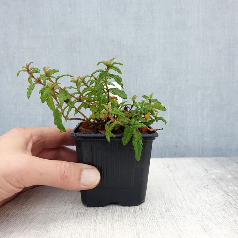 Example of Cistus florentinus Repens - Zistrose Kleine Töpfe von 8/9 cm as you get in automne