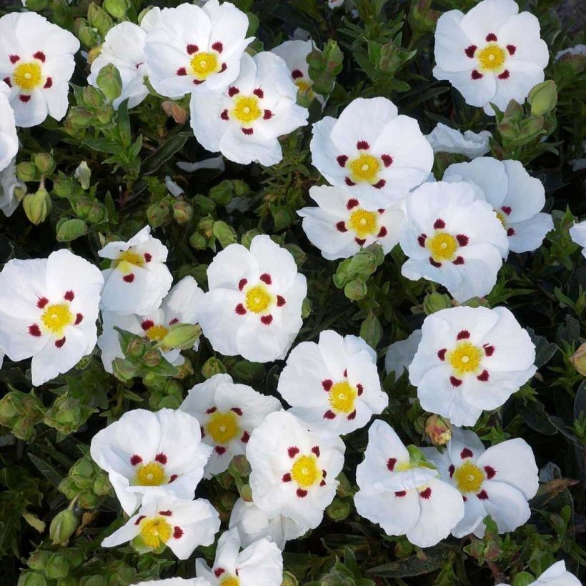 Zistrose Decumbens - Cistus lusitanicus (Flowering)