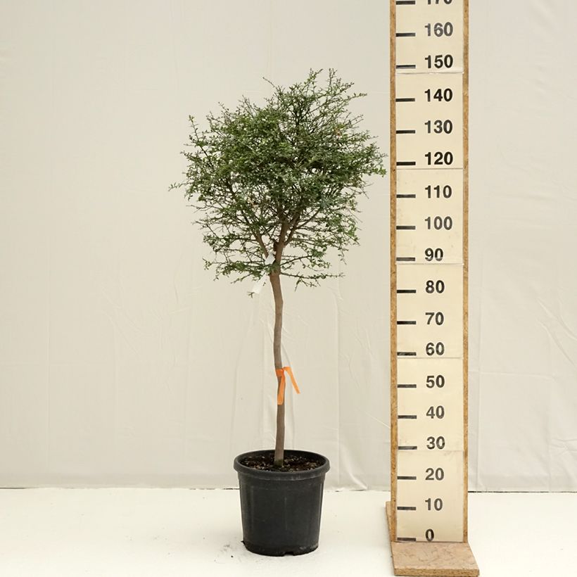 Exemplar von Fingerlimette - Microcitrus australasica Topf mit 18L/20L, Halbstamm wie im Frühjahr geliefert