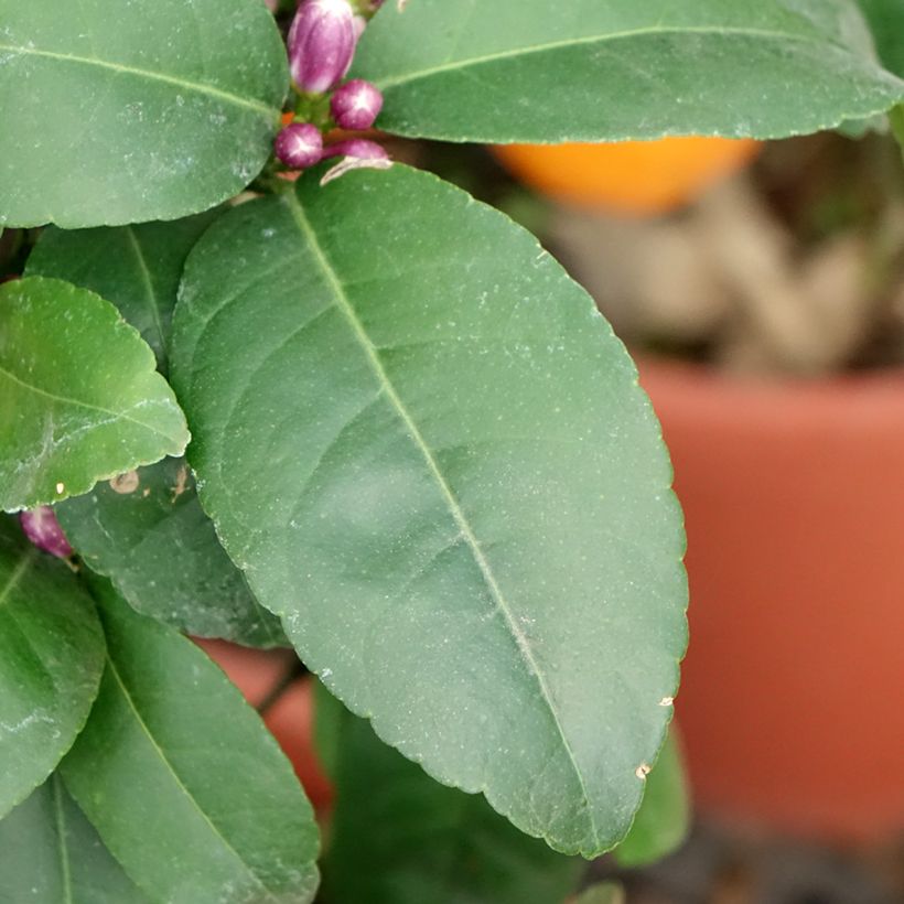 Echte Limette Red Lime - Citrus x aurantiifolia (Foliage)