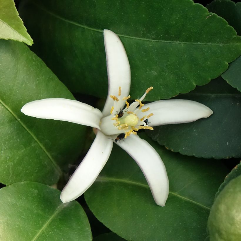 Zitrone Adamo - Citrus limon (Blüte)