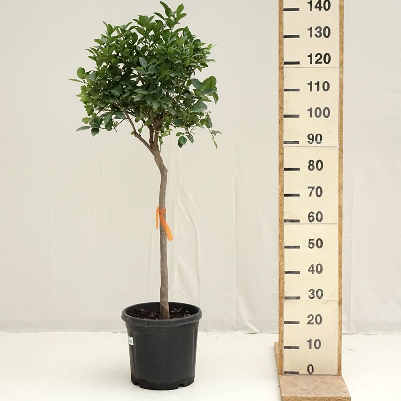 Exemplar von Römische Limette Pursha - Citrus limetta Topf mit 18L/20L, Halbstamm wie im Frühjahr geliefert