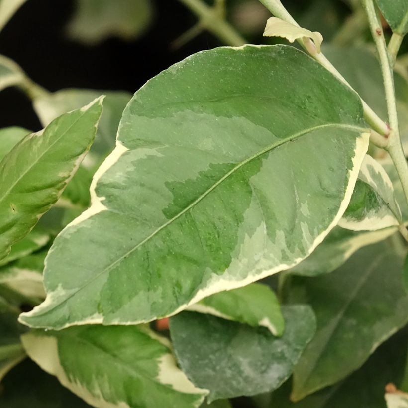 Panaschierte Zitrone - Citrus limon variegata (Laub)