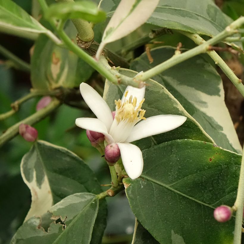 Panaschierte Zitrone - Citrus limon variegata (Blüte)