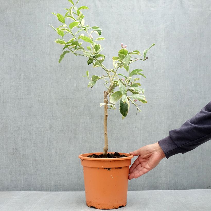 Exemplar von Panaschierte Zitrone - Citrus limon variegata Topf mit 6L/7L, 1/4 Stängel wie im Frühjahr geliefert