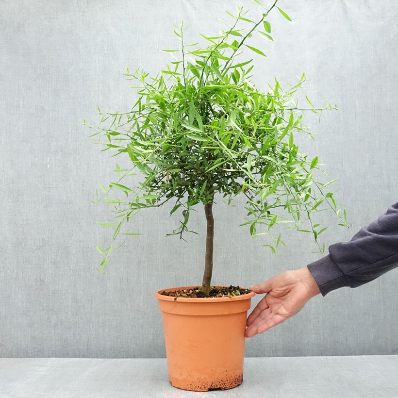 Exemplar von Citrus glauca - Australische Wüstenlimette Topf mit 6L/7L, 1/4 Stängel wie im Frühjahr geliefert