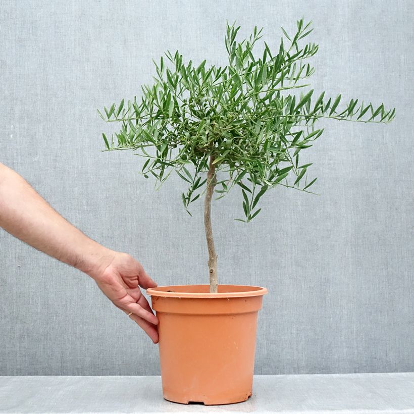 Exemplar von Citrus glauca - Australische Wüstenlimette Topf mit 6L/7L, 1/4 Stängel wie im Sommer geliefert