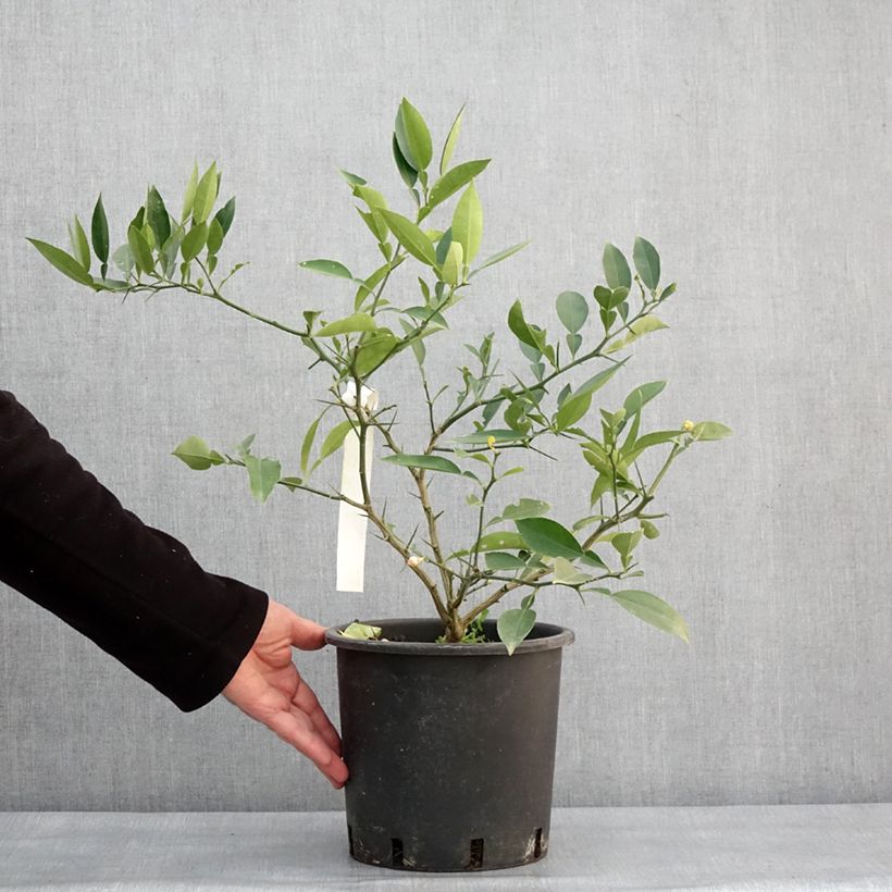 Exemplar von Citrus ichangensis - Ichang Papeda  Pot de 3L/4L, Touffe wie im Winter geliefert