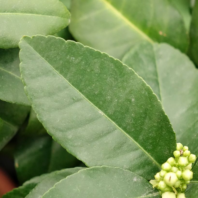 Zitrone Pigmentata - Citrus medica x limon (Laub)