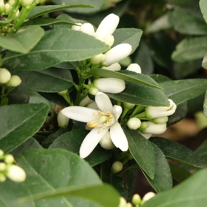 Zitrone Pigmentata - Citrus medica x limon (Blüte)
