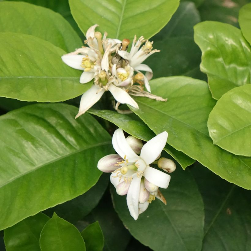 Hybride Orange Doppio Sanguigno - Citrus sinensis x meyeri (Blüte)