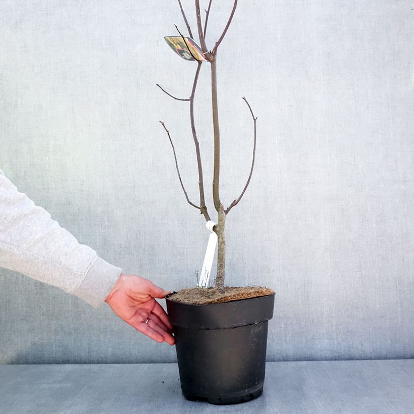 Example of Cladrastis kentukea - Gelbholz Topf mit 6L/7L as you get in printemps