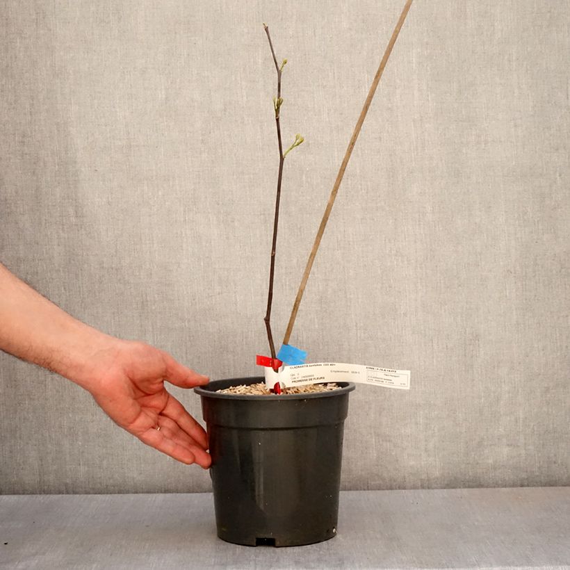 Example of Cladrastis kentukea - Gelbholz Topf mit 3L/4L as you get in printemps